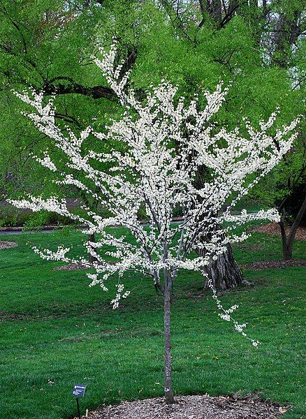 File:Eastern redbud.jpg