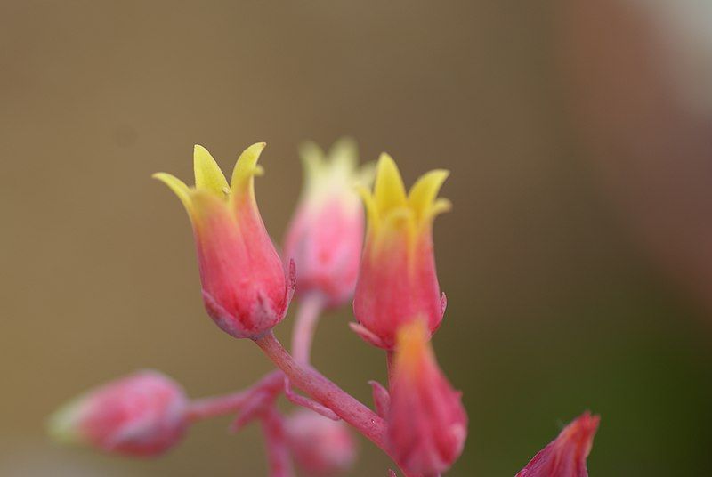 File:Echeveria agavoides 01.jpg