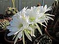 Echinopsis obrepanda