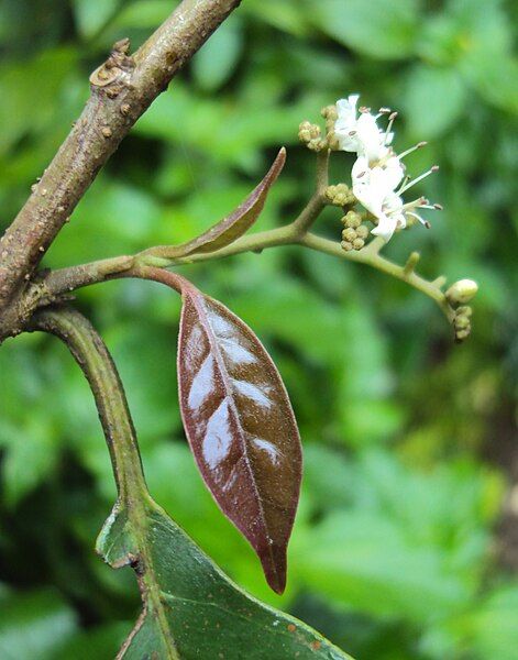 File:Ehretia laevis 05.JPG