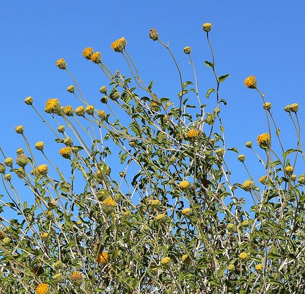 File:Encelia frutescens 5.jpg