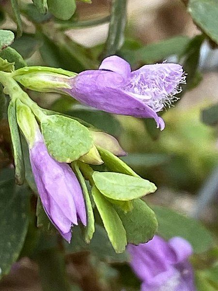 File:Eremophila barbata 02.jpg