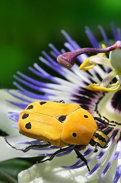 File:Euchroea-auripimenta-on-passiflora.jpg