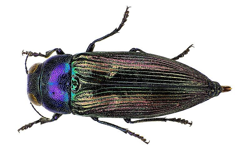 File:Eurythyrea austriaca up2.jpg