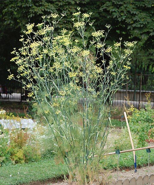 File:Foeniculum July 2011-1a.jpg