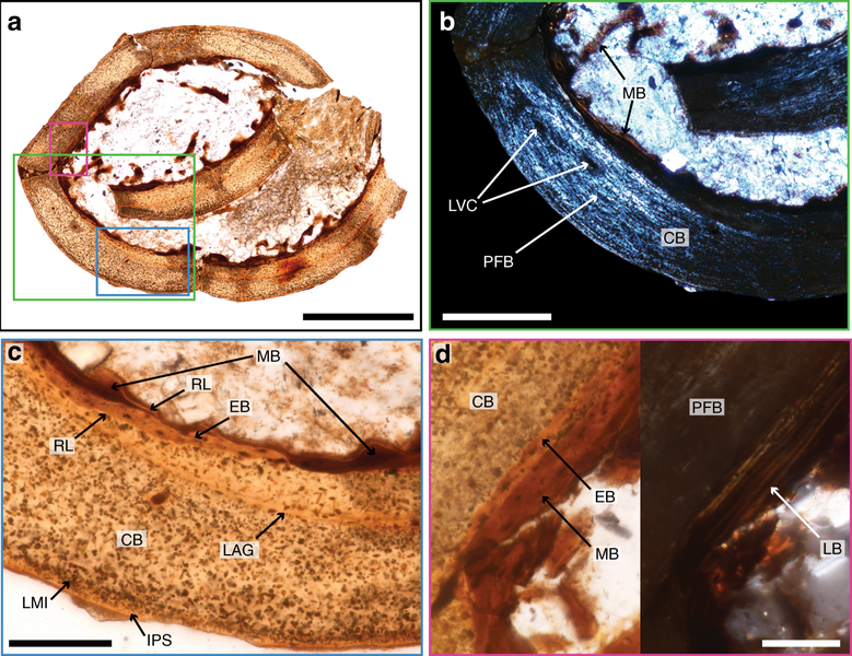 File:Fossil-AvimaiaSchweitzerae-Histology-MedullaryBone.png