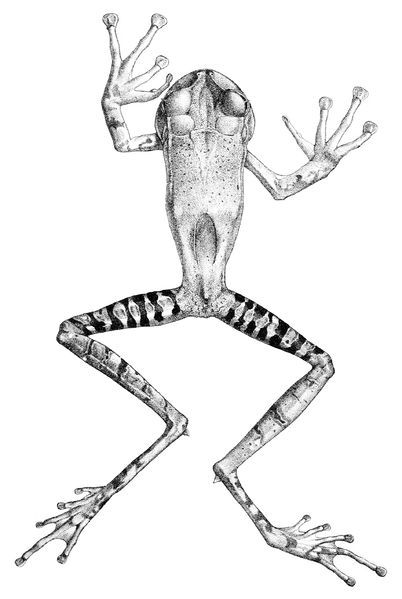 File:Gastrotheca guentheri (2).jpg