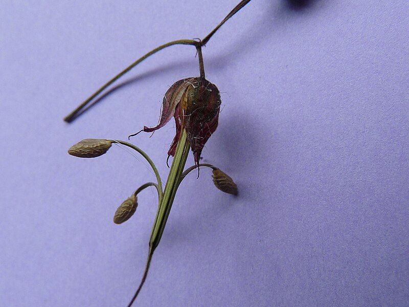 File:Geranium robertianum(déhiscence).jpg