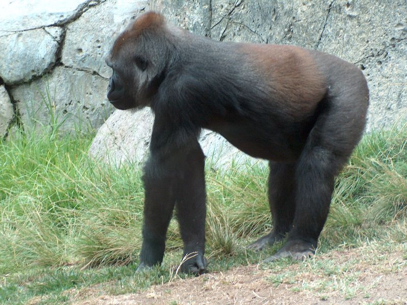 File:Gorilla02.jpeg