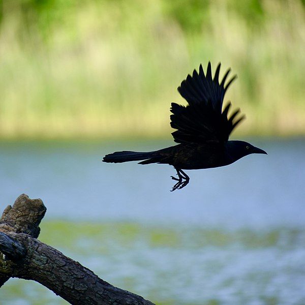 File:Grackletakesoff.jpg