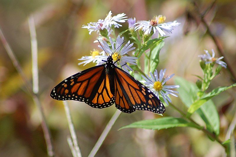 File:Great Flats Monarch.jpg