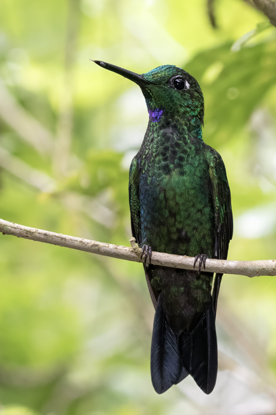 File:Green-Crowned Brilliant Alajuela.png