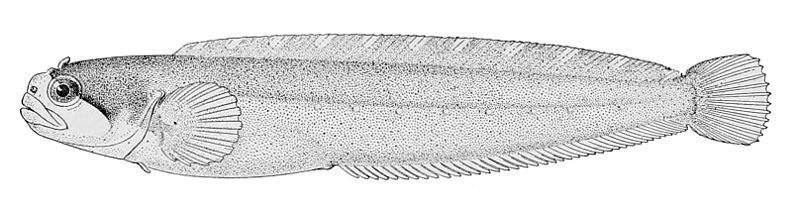 File:Gymnoclinus cristulatus.jpg