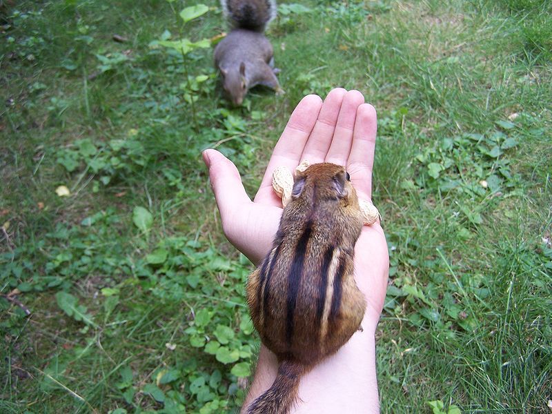 File:Hand-of-chipfriendship (and squirrel).jpg