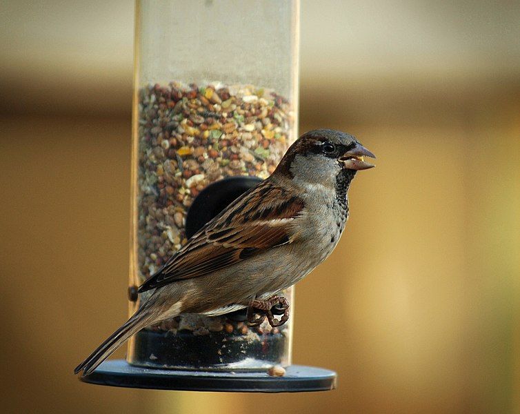 File:Happy sparrow.JPG