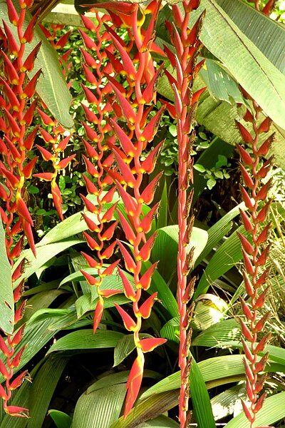 File:Heliconia longa (14674280947).jpg