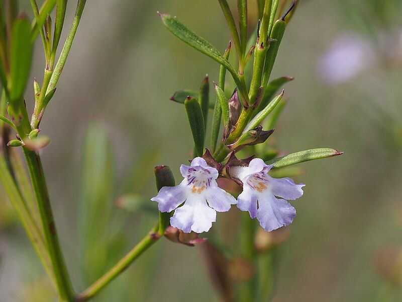 File:Hemigenia cuneifolia.jpg