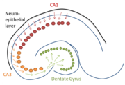 Migration of cells to the CA1 (red), CA3 (orange), and dentate gyrus (green).