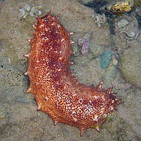 Sea cucumbers filter feed on plankton and suspended solids.