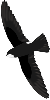 File:House Swift.svg