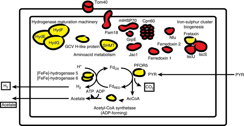 File:Hydrogenosomal activity.webp