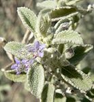 Hyptis emoryi at Santa Rosa Mountains