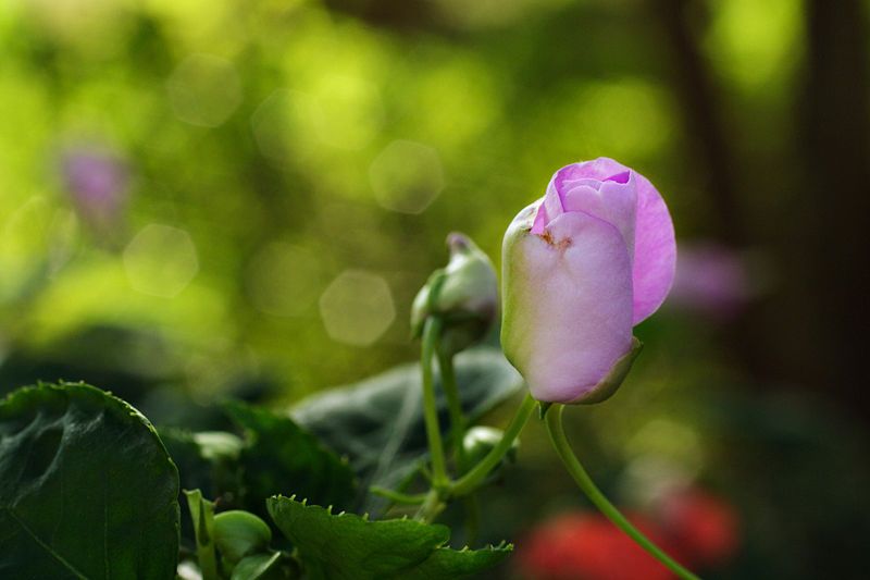 File:Impatiens walleriana thegreenj.jpg