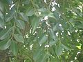 Close view of foliage