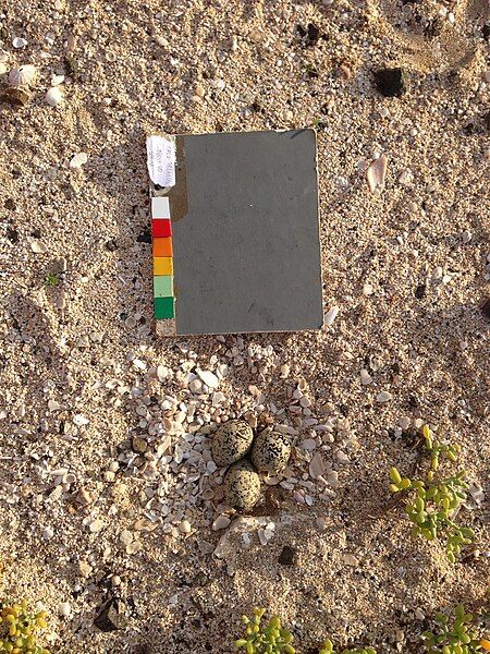 File:Kentish Plover nest.jpg