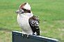 Kookaburra