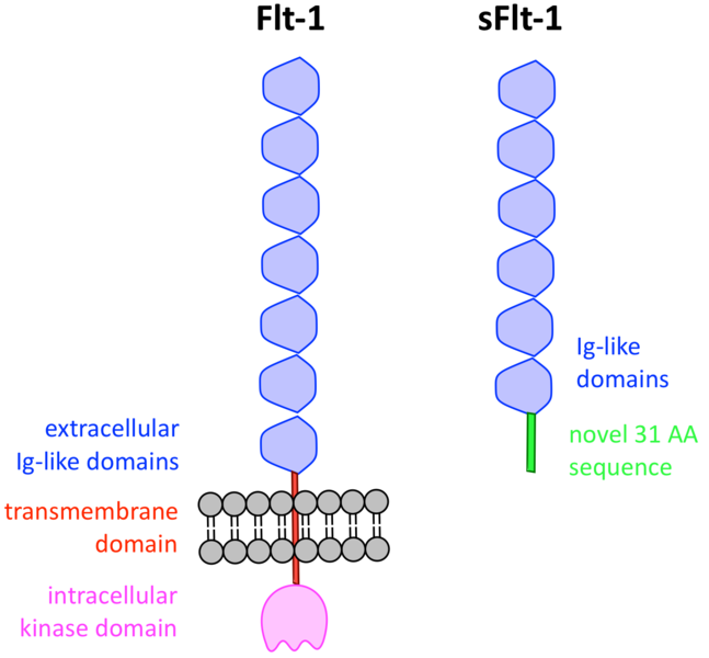 File:Kwelgan figure 1.png