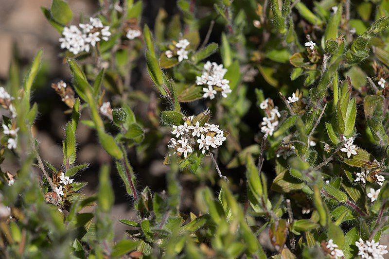 File:Leucopogon concurvus.jpg