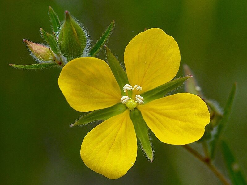 File:Ludwigia hirtella Arkansas.jpg