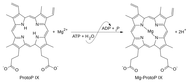 File:Magnesium chelatase.svg