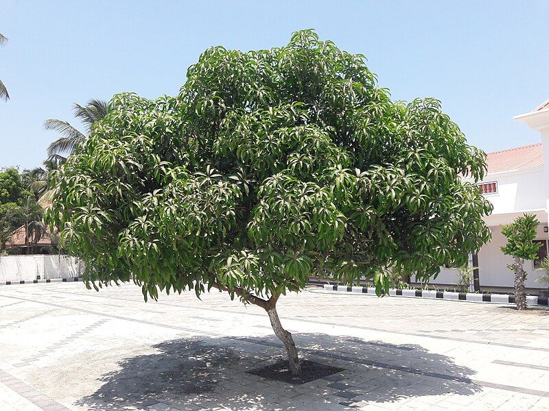 File:Mangifera indica 1z.jpg