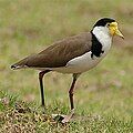 Masked lapwing