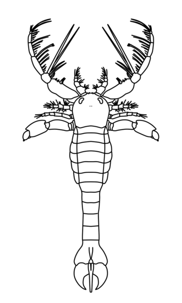 File:Megalograptus no background.png