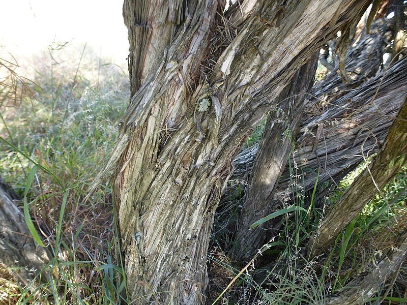 File:Melaleuca teretifolia (bark).JPG