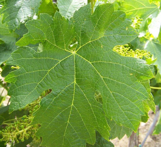 File:Merlot leaf.JPG