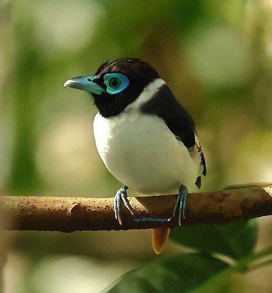 File:Mindanao Broadbill.jpg