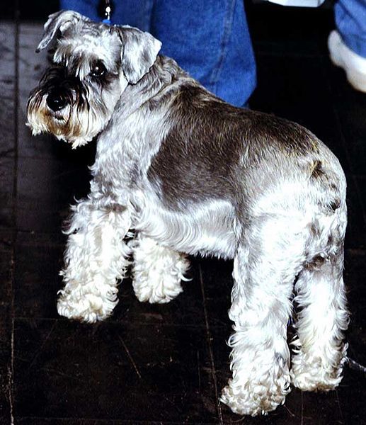 File:Miniature-Schnauzer.jpg