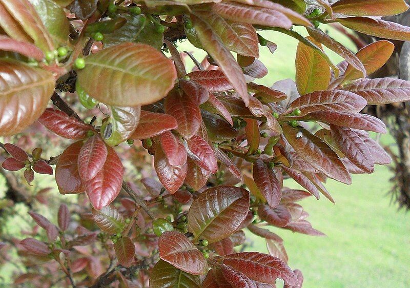 File:Myrcianthes leucoxyla leaves.JPG