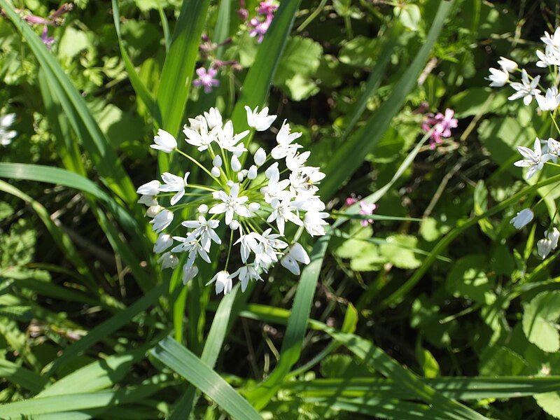 File:Naples garlic.jpg