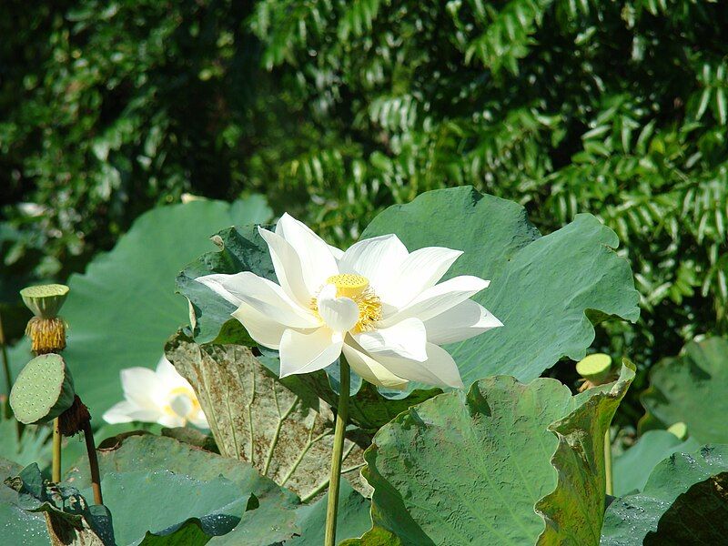 File:Nelumbo lutea (3).jpg