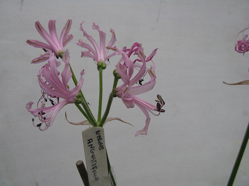 File:Nerine ANgustifolia1.jpg