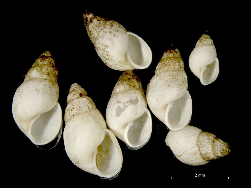 File:Odostomia scalaris.jpg