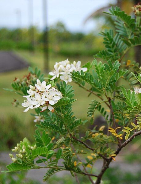 File:Osteomeles anthyllidifolia 2.jpg