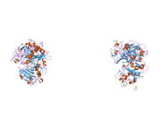 2j3o: L-FICOLIN COMPLEXED TO N-ACETYL-D-GLUCOSAMIN