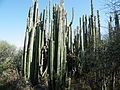 Plants growing in Tequisquiapan, Querétaro.