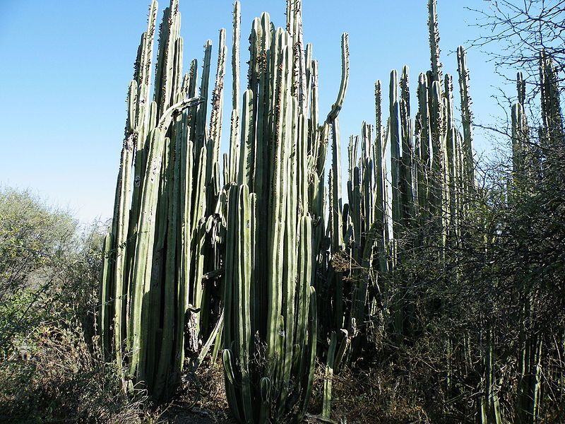 File:Pachycereus marginatus (5781803884).jpg